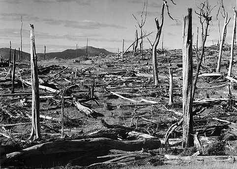 Lenga Trees after a fire